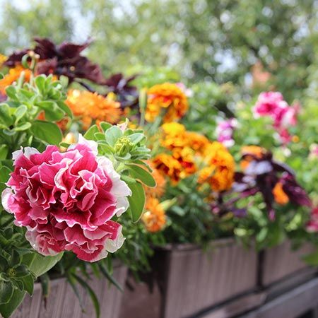 Balkonblumen kaufen